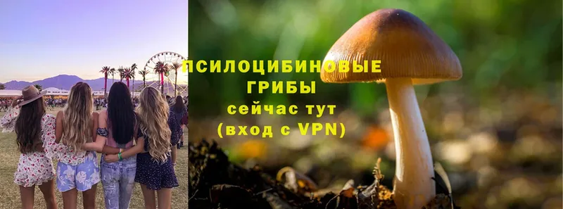 Галлюциногенные грибы Psilocybe  наркотики  Красноуфимск 